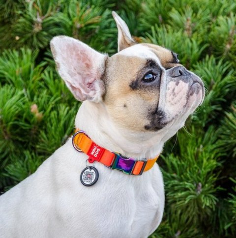 Collar WauDog Recycled Obroża nylonowa z QR-paszportem, gradient L 25mm/33-49cm pomarańczowy