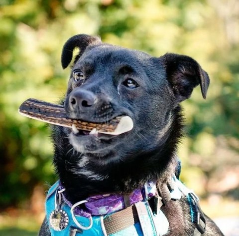 4DOGS Gryzak z poroża XL easy