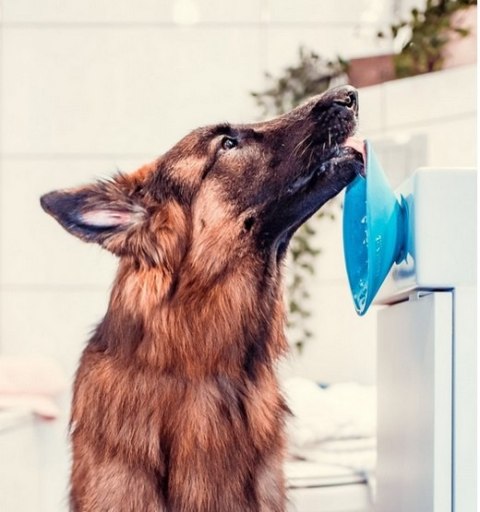 LickiMat Splash miska z przyssawką turkusowa